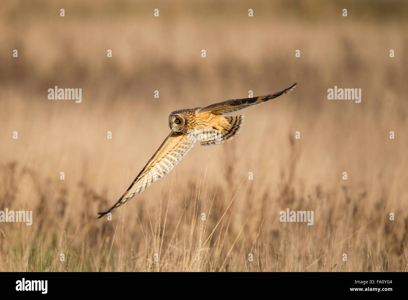 Le hibou des marais (Asio flammeus), Banque D'Images