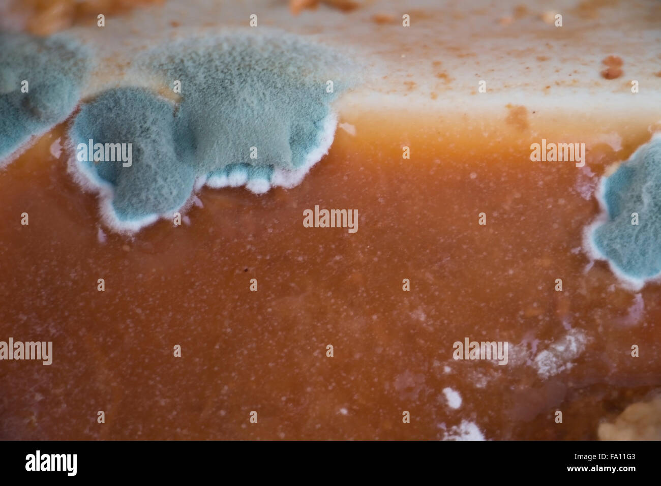 Penicillium moisissure sur l'alimentation humaine Banque D'Images