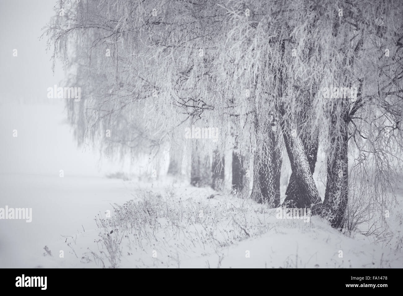 Le noir et blanc de l'hiver. Les bouleaux dans le brouillard. Le Bélarus Janvier Banque D'Images