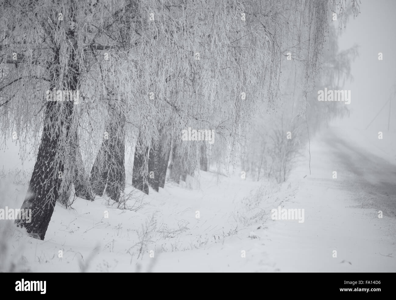 Le noir et blanc de l'hiver. Les bouleaux dans le brouillard. Le Bélarus Janvier Banque D'Images