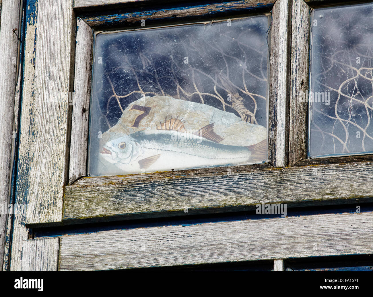 Peinture de poissons dans la fenêtre d'une cabane de pêcheur à Southwold Banque D'Images