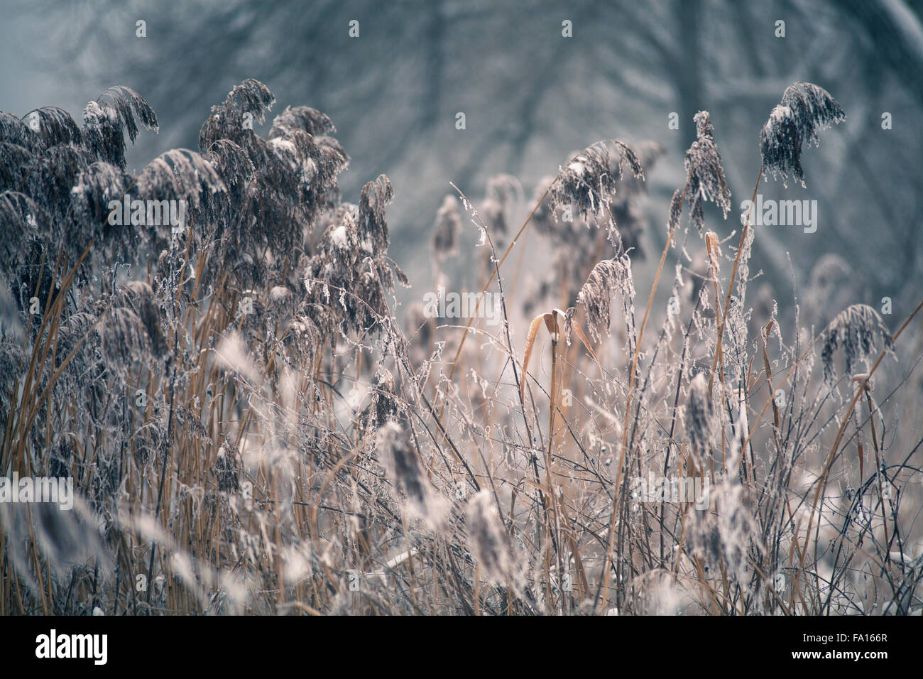 La neige et l'hiver. Le Bélarus village, campagne en hiver Banque D'Images