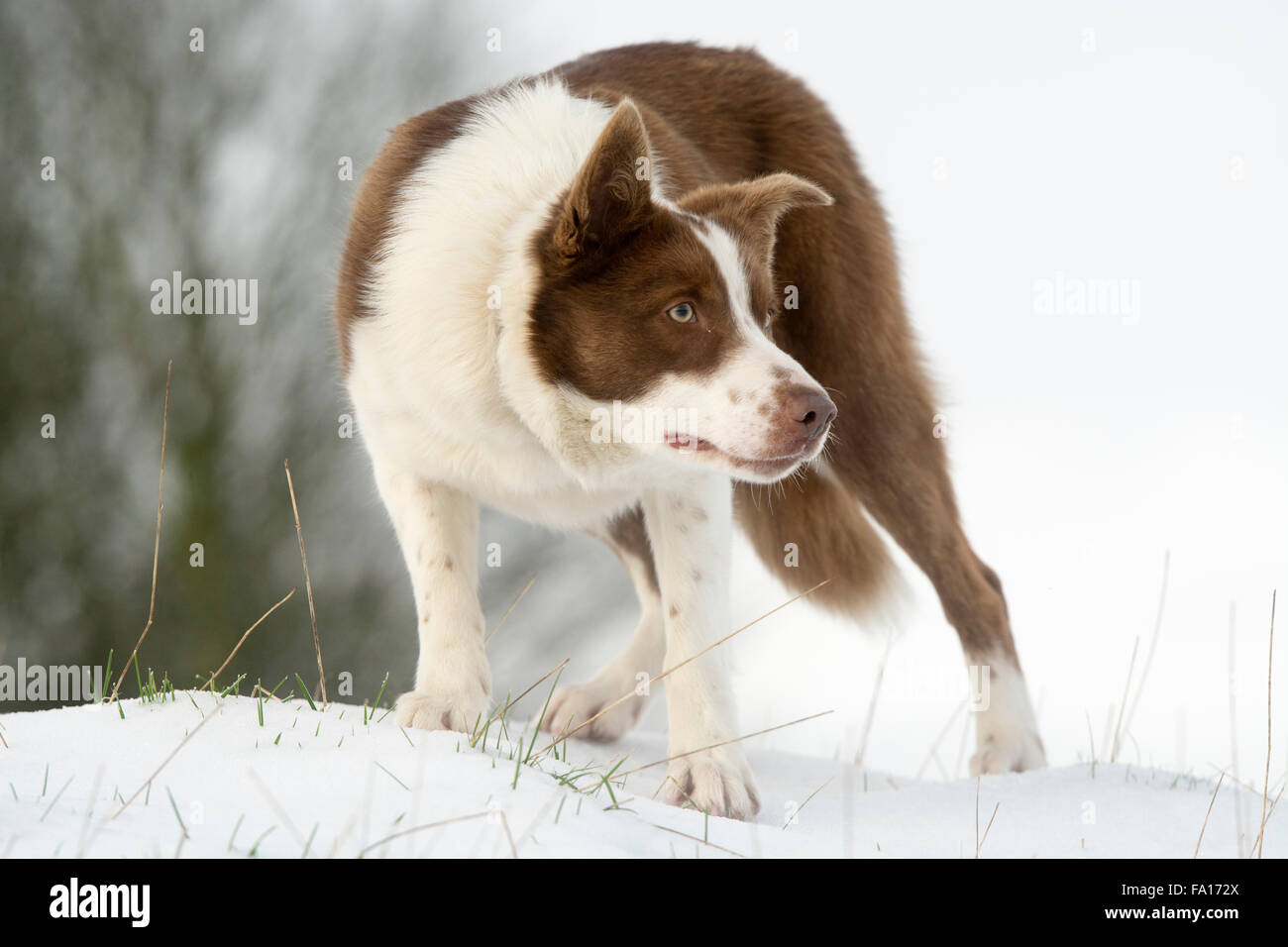 Border Collie rouge et blanc dans la neige, Yorkshire, UK. Banque D'Images