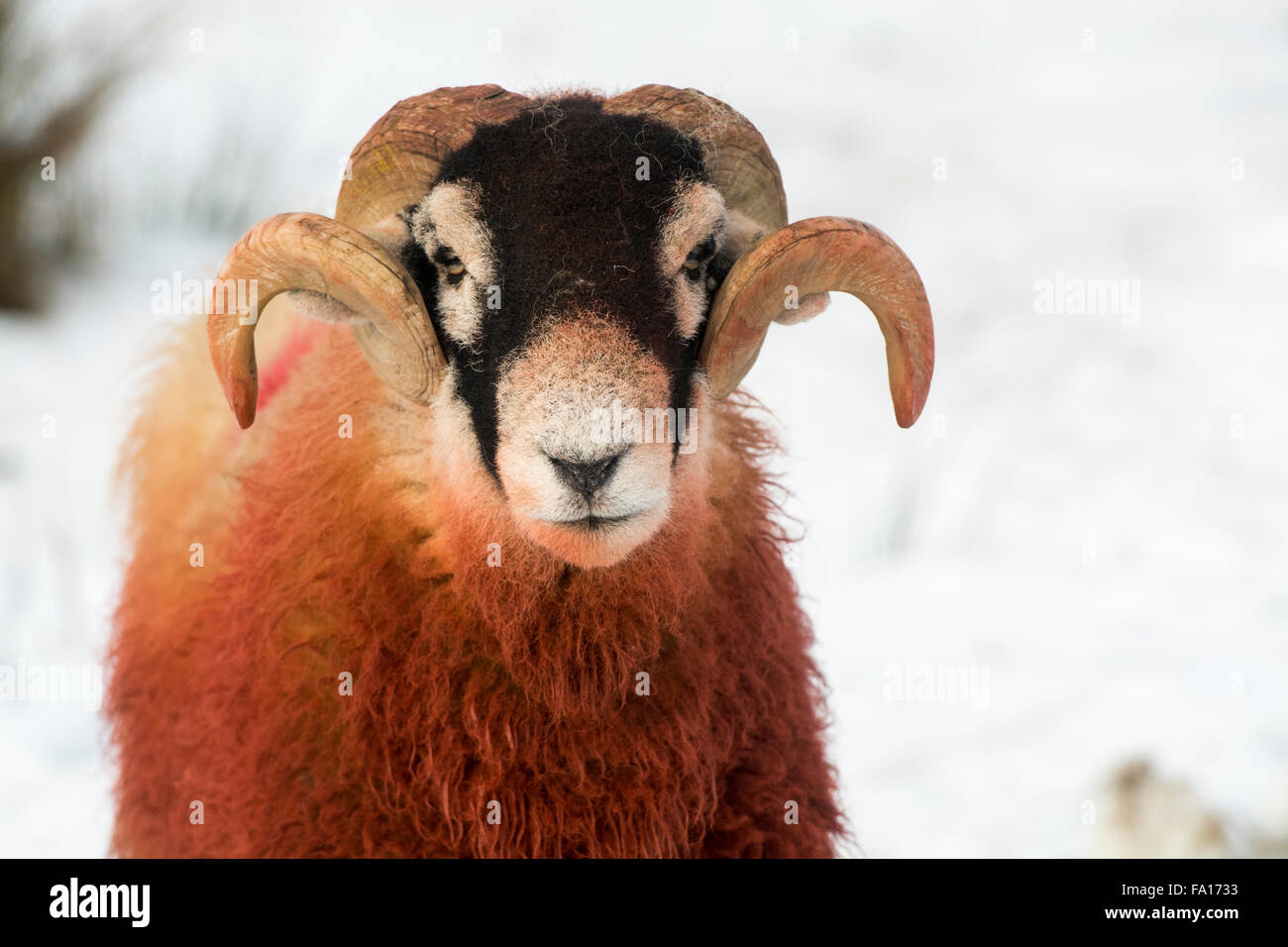 Swaledale ram couverts dans l'ocre rouge, utilisé pour marquer un mouton pour montrer ce qui a été saillie. UK. Banque D'Images