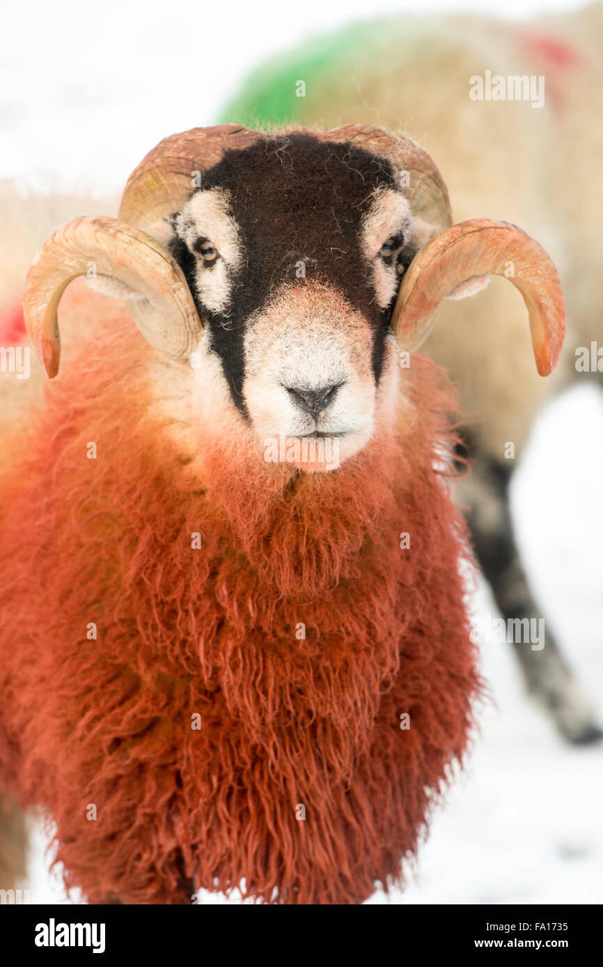 Swaledale ram couverts dans l'ocre rouge, utilisé pour marquer un mouton pour montrer ce qui a été saillie. UK. Banque D'Images