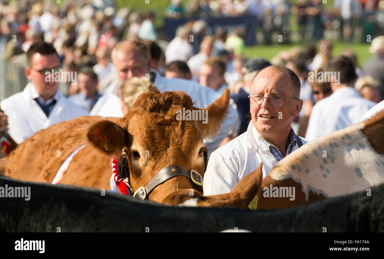 Montrant les bovins de boucherie au comté de Westmorland afficher près de Kendale, Cumbria, Royaume-Uni Banque D'Images