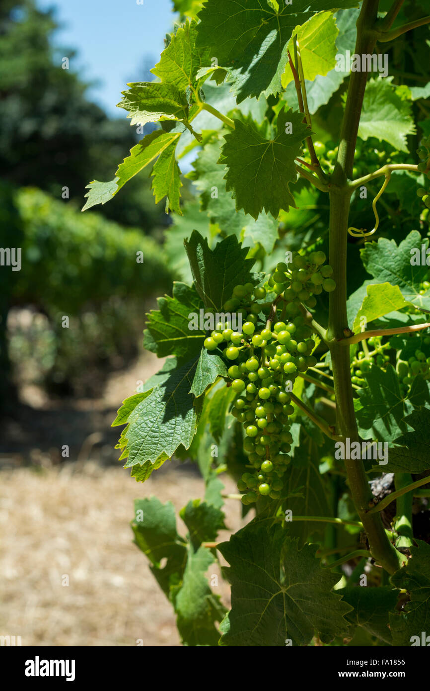 L'Afrique du Sud, Cape Town. Le Landgoed Groot Constantia Winery (domaine), vignoble historique est. 1685. Nouveau sur la vigne raisin non mûr. Banque D'Images