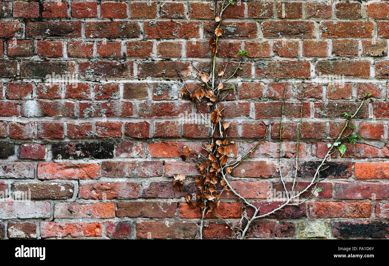 Vieux Mur de brique d'argile rouge avec une plante grimpante collé à elle Banque D'Images