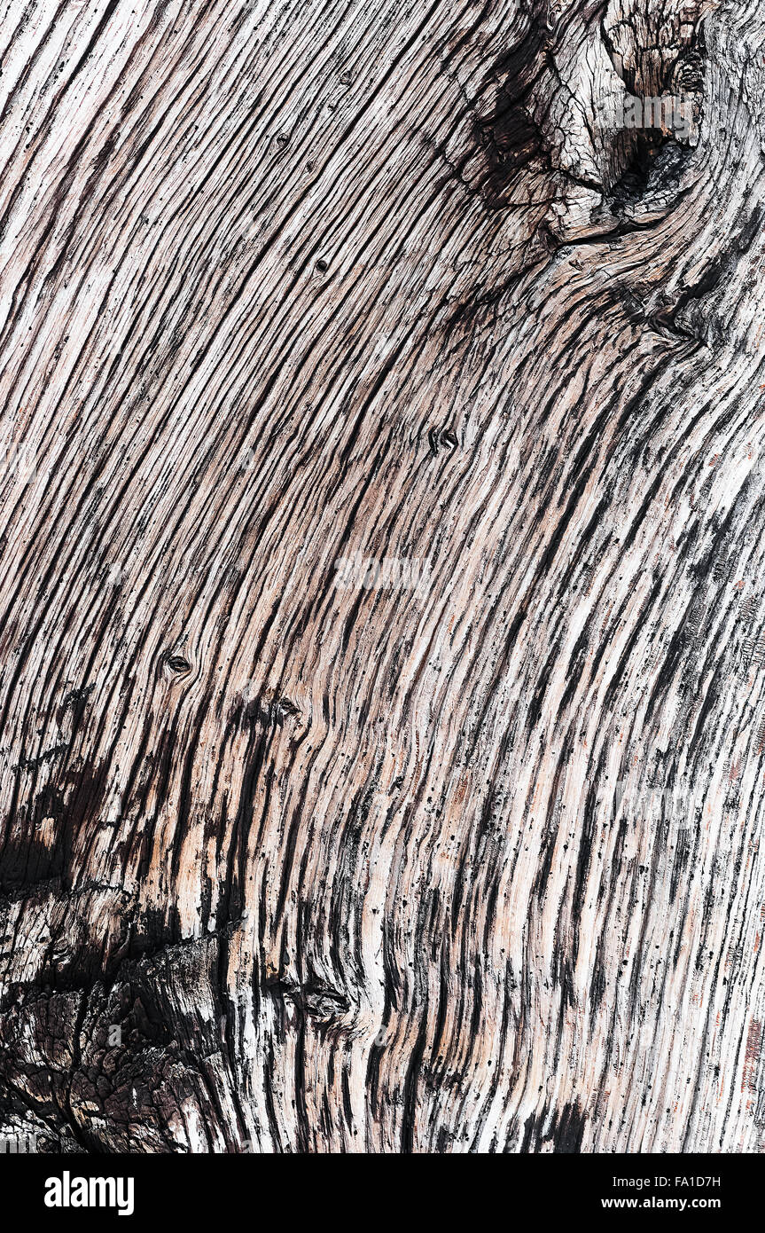 Bois bois ancien et macro détail texture bois séché Banque D'Images