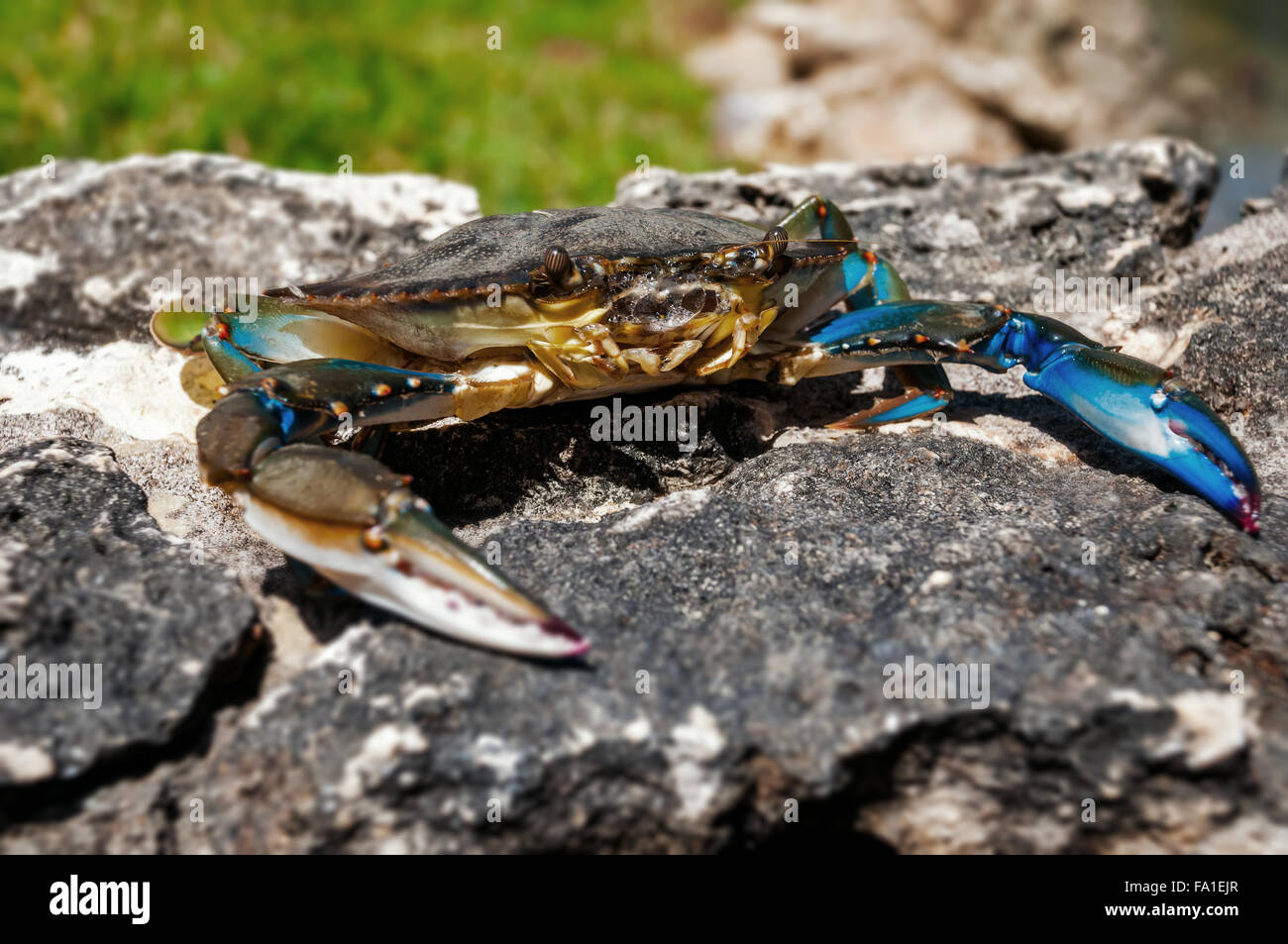 Crabe bleu Caraïbes rock libre Banque D'Images