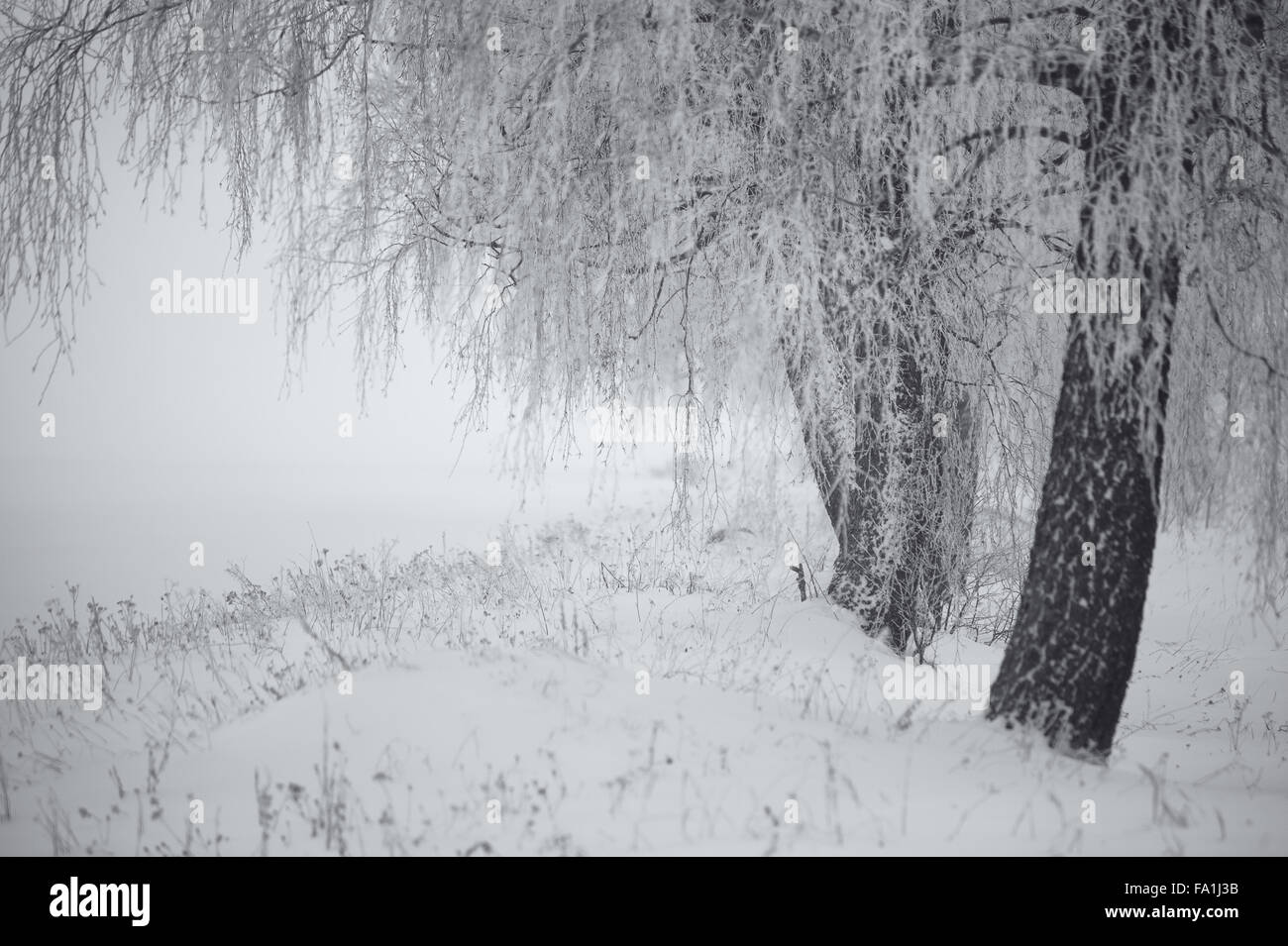 Le noir et blanc de l'hiver. Les bouleaux dans le brouillard. Le Bélarus Janvier Banque D'Images