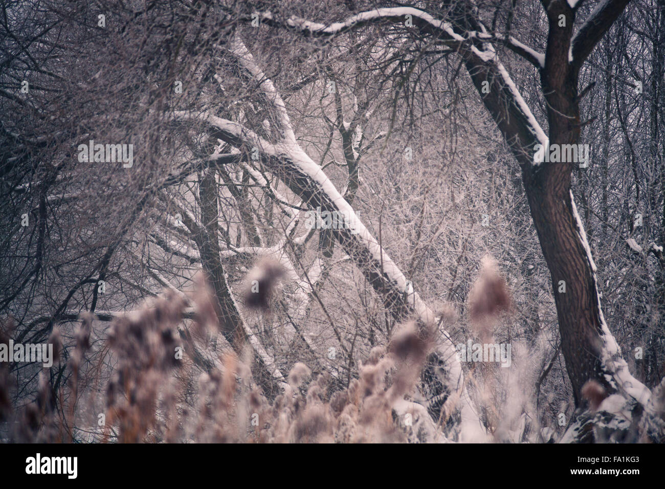La neige et l'hiver. Le Bélarus village, campagne en hiver Banque D'Images