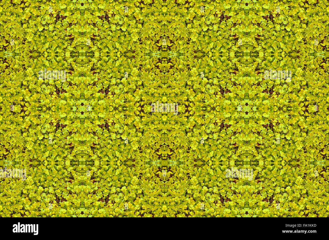 De plus en plus sur la ferme de coriandre Banque D'Images