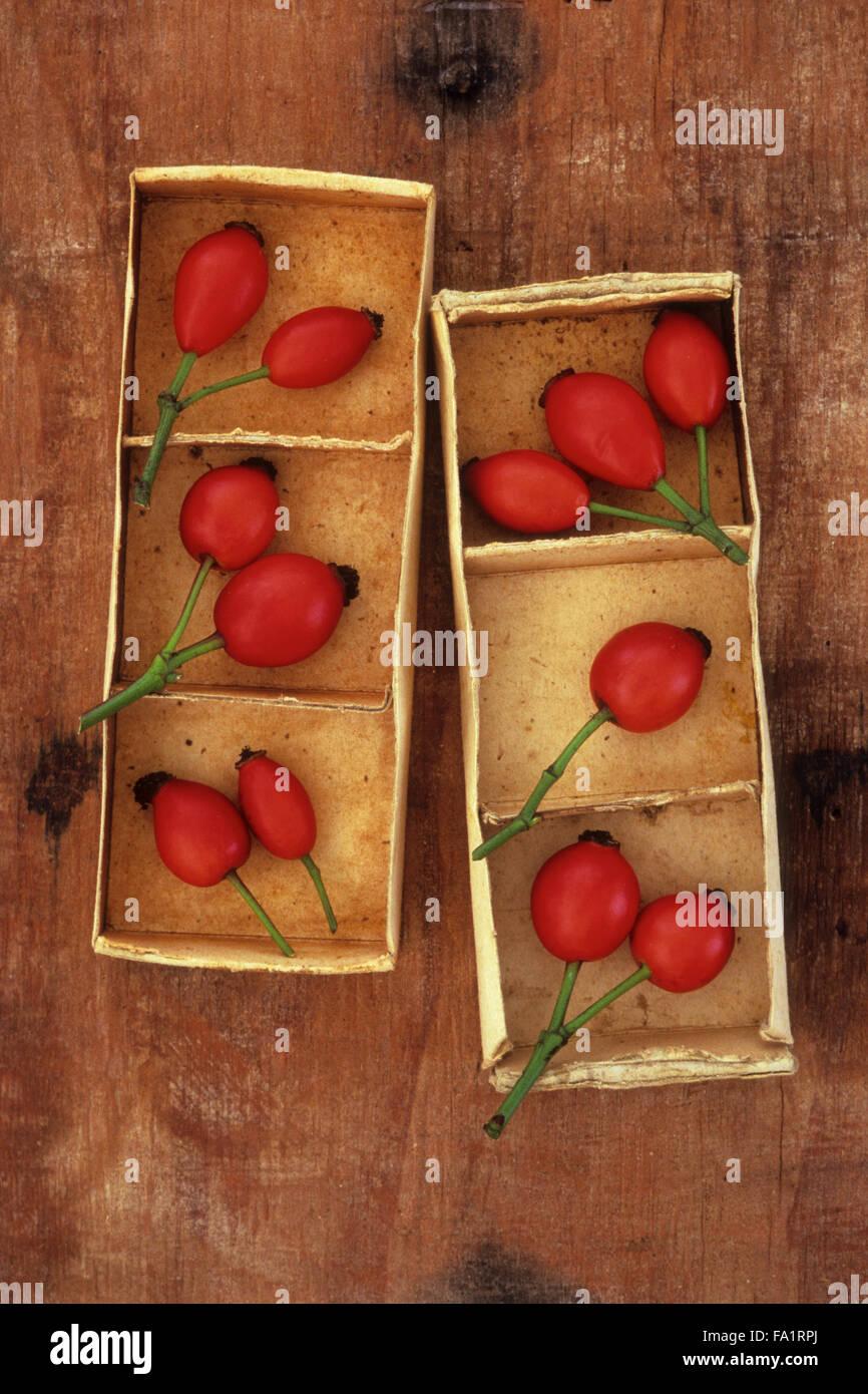 Deux plateaux en carton avec trois compartiments contenant chacun un ou deux ou trois rouges de l'églantier Dog rose Banque D'Images