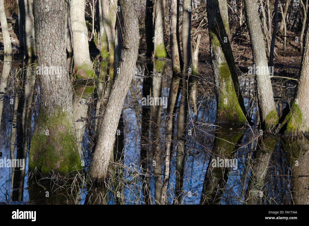 Paysage de printemps, les troncs d'arbres dans les eaux de crue Banque D'Images