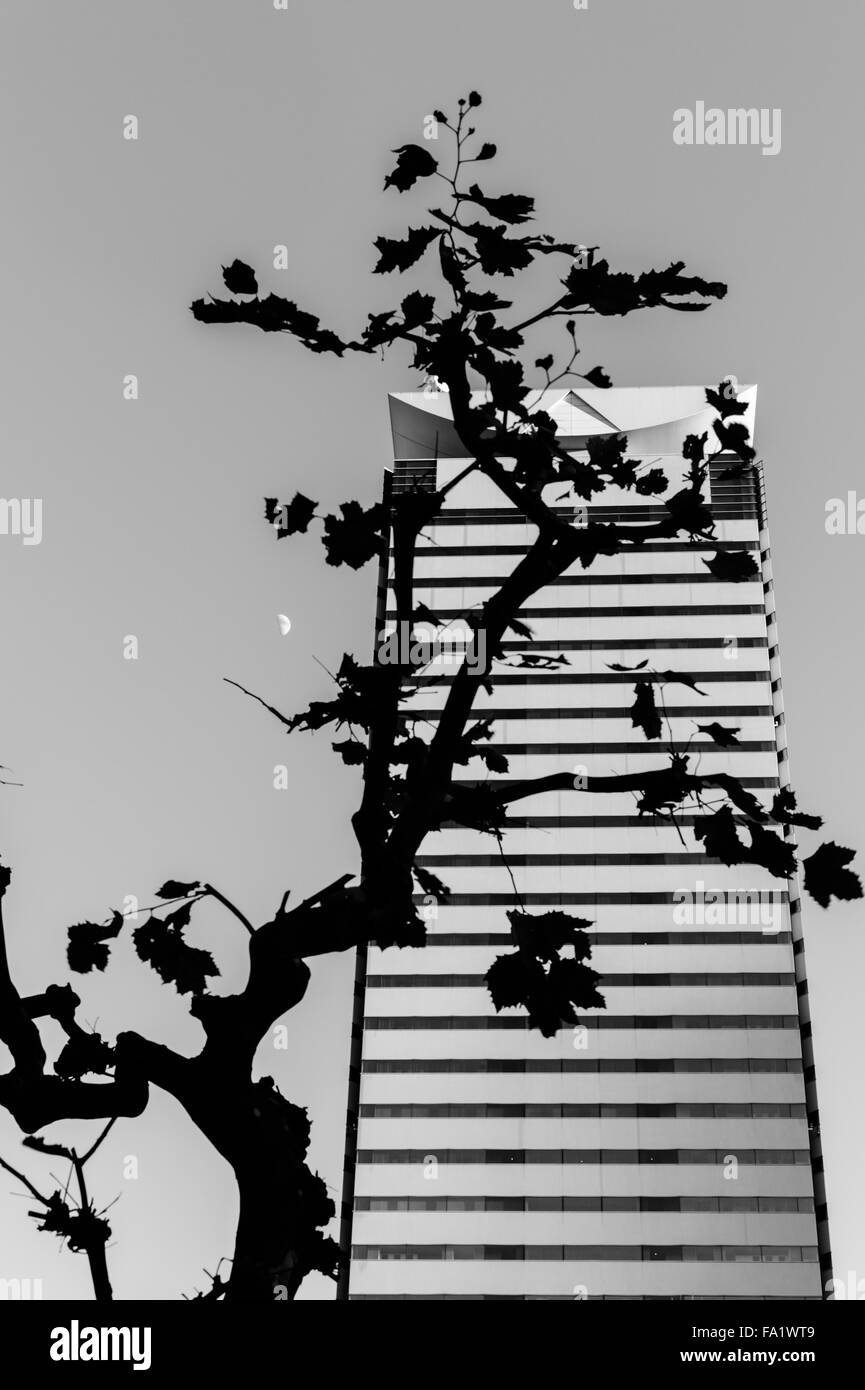 Silhouette d'un arbre en face d'un immeuble de bureaux avec la lune Banque D'Images