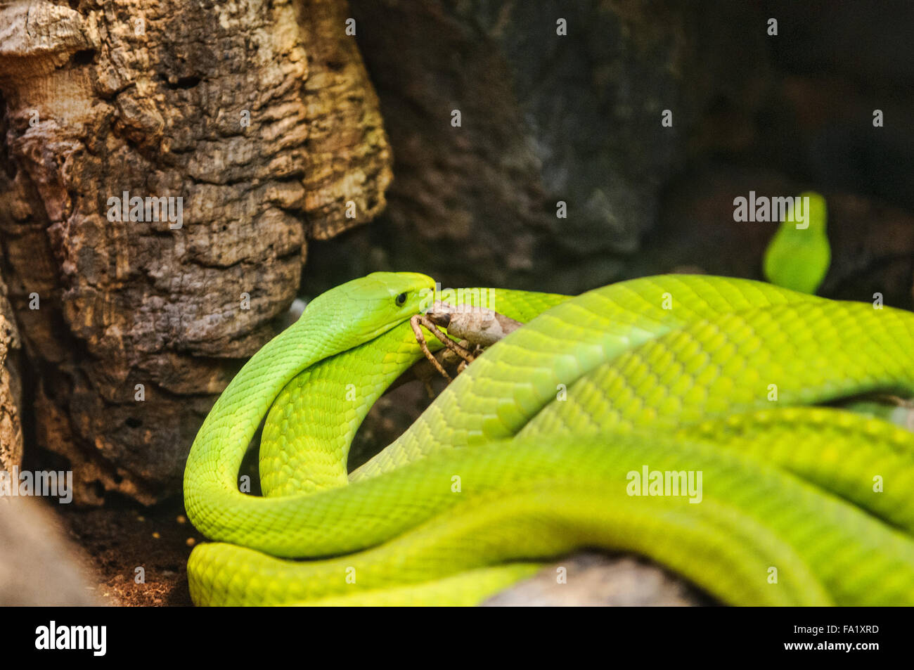 Green Mamba, serpent africain Banque D'Images