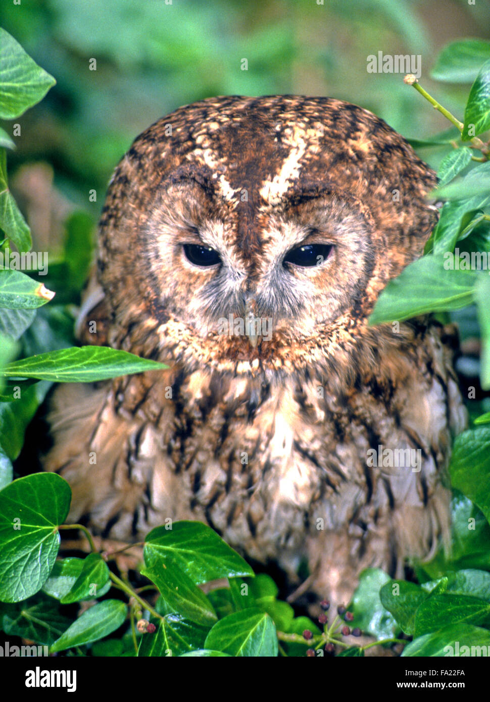 Tawny Owl (Strix Aluco enr.) petit oiseau de proie sauvages au Royaume-Uni Banque D'Images