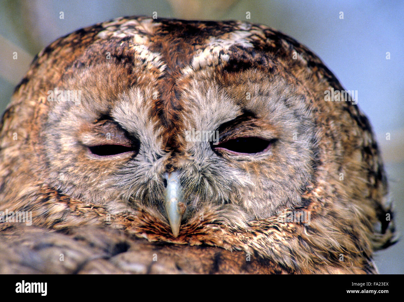 Tawny Owl (Strix Aluco enr.) petit oiseau de proie sauvages au Royaume-Uni Banque D'Images