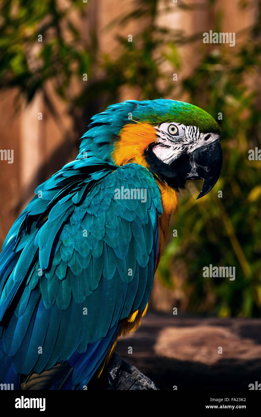 Blue green orange macaw parrot parler gros plan portrait Banque D'Images