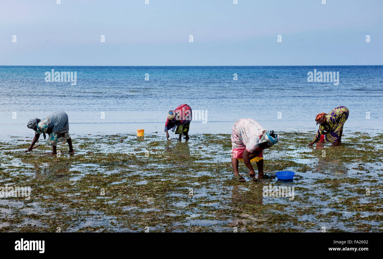 Femme locale dans des vêtements colorés à partir d'un village de pêcheurs à la recherche de mollusques et crustacés à Zanzibar, Tanzanie, Afrique de l'Est Banque D'Images