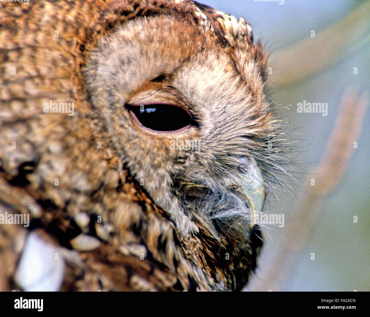 Tawny Owl (Strix Aluco enr.) petit oiseau de proie sauvages au Royaume-Uni Banque D'Images Tawny Owl (Strix Aluco enr.) petit oiseau de proie sauvages au Royaume-Uni Banque D'Images