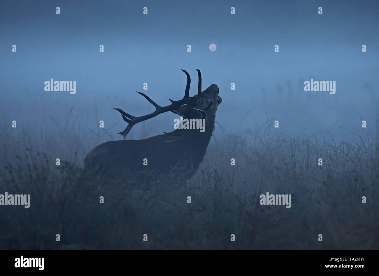 Red Deer stag à l'aube d'un matin brumeux Banque D'Images