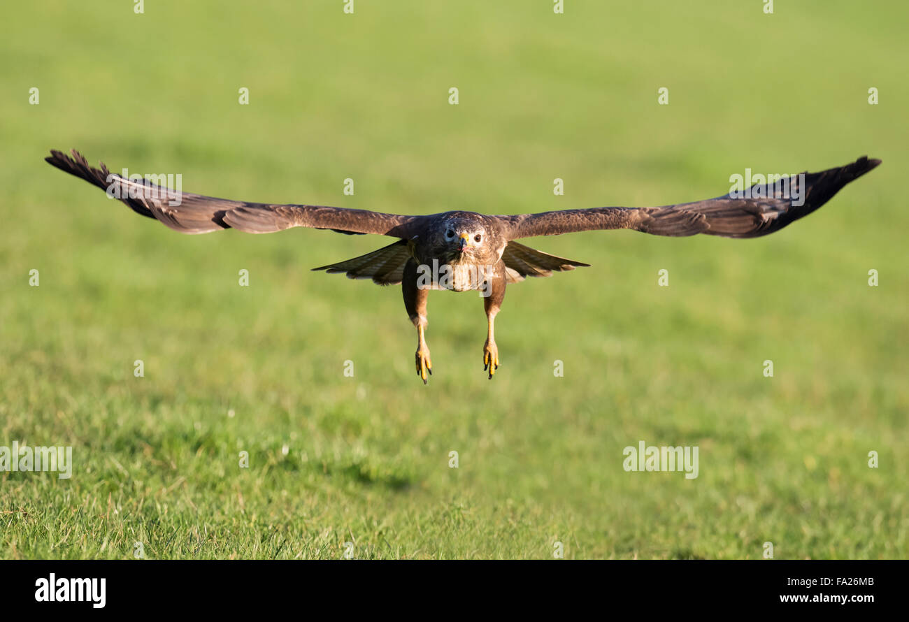 Les femelles sauvages, Buzzard Buteo buteo en vol à tout droit vers la caméra Banque D'Images