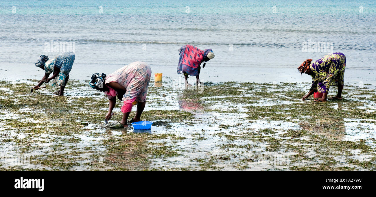 Femme locale dans des vêtements colorés à partir d'un village de pêcheurs à la recherche de mollusques et crustacés à Zanzibar, Tanzanie, Afrique de l'Est Banque D'Images