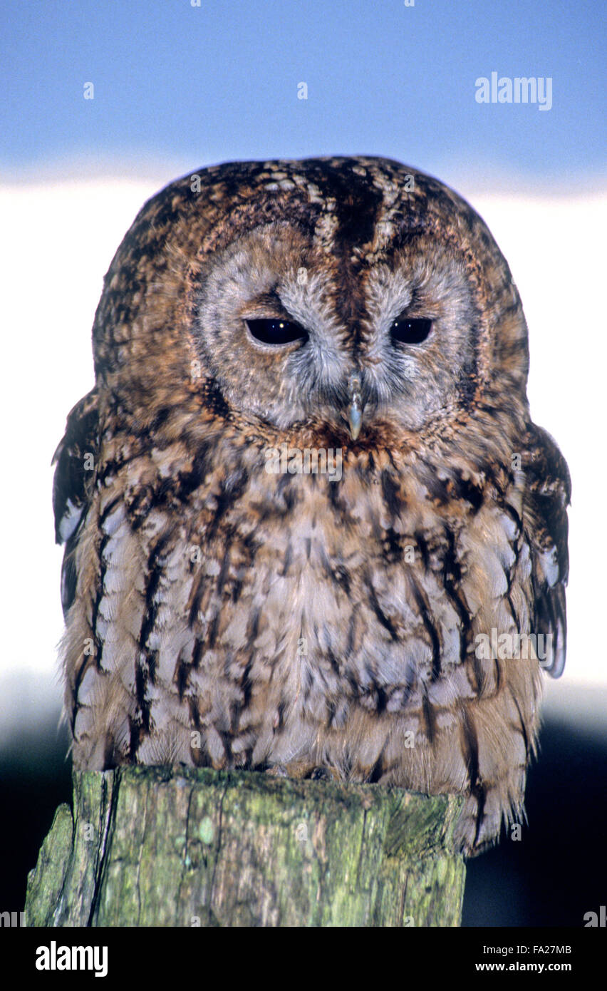 Tawny Owl (Strix Aluco enr.) petit oiseau de proie sauvages au Royaume-Uni Banque D'Images Tawny Owl (Strix Aluco enr.) petit oiseau de proie sauvages au Royaume-Uni Banque D'Images