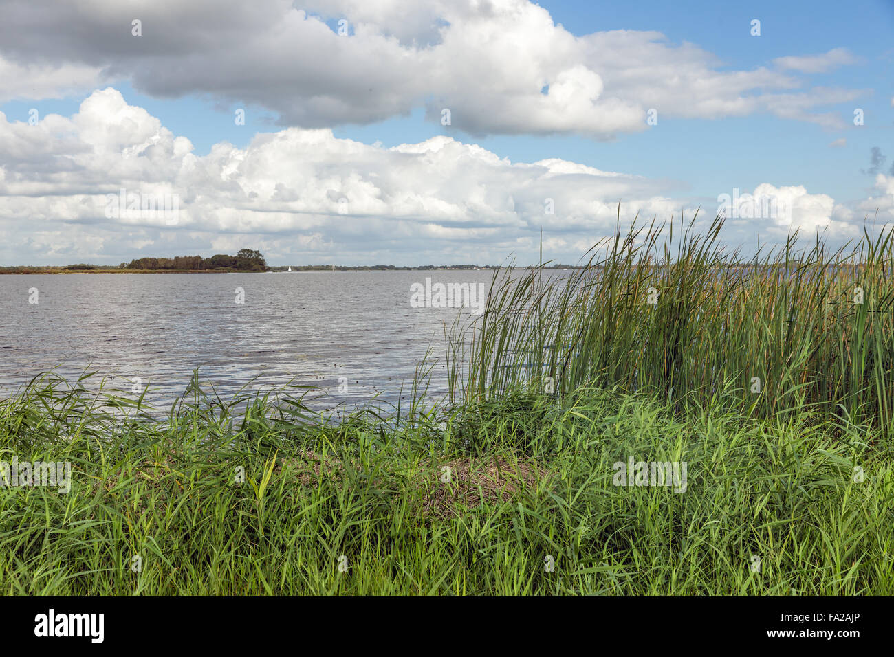 Paysage hollandais avec le lac et la végétation reed Banque D'Images