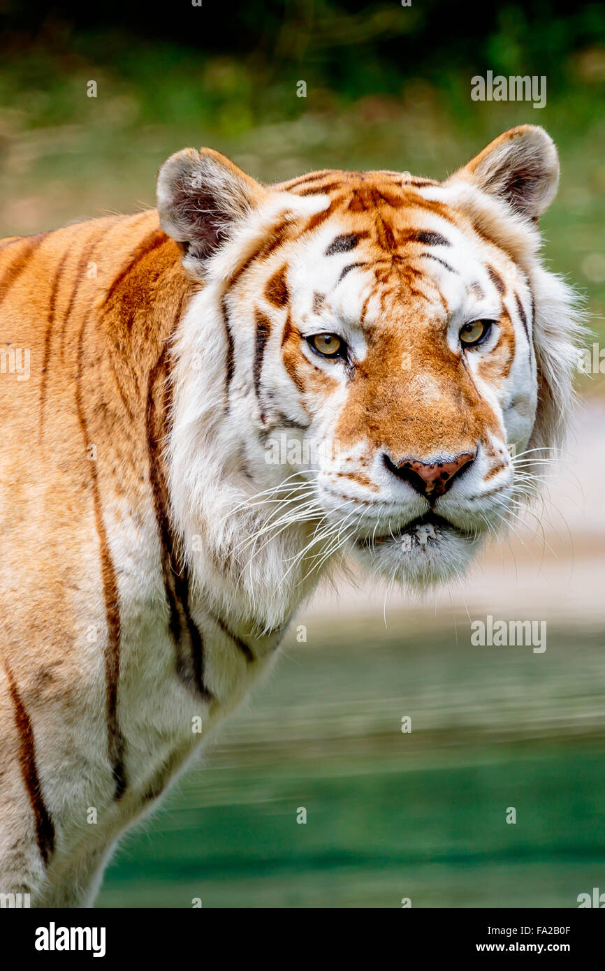 Close up d'un vieux tigre du Bengale mâle avec un manteau de couleur claire. Banque D'Images
