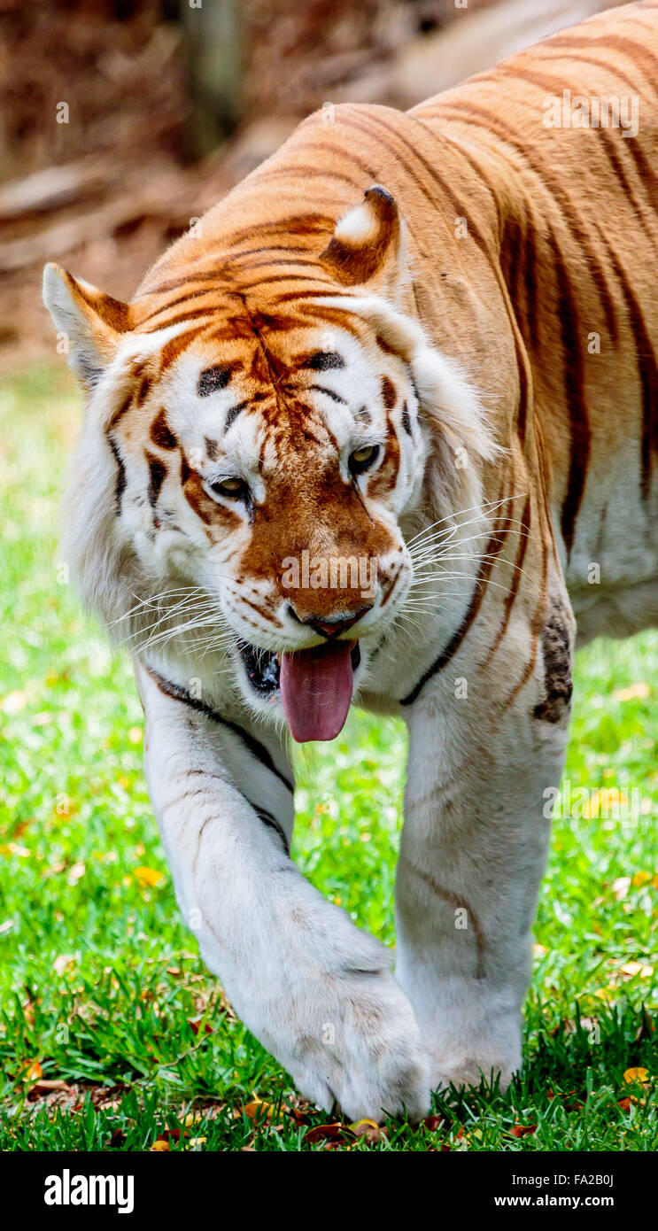 Close up d'un vieux tigre du Bengale mâle avec un manteau de couleur claire. Banque D'Images