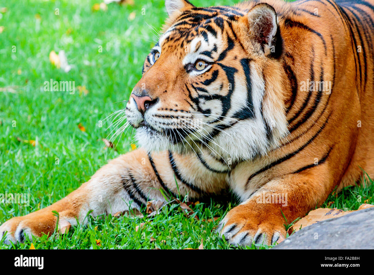 Close up d'une femelle tigre de Sumatra, au sujet de sauter jusqu'à sa proie Banque D'Images