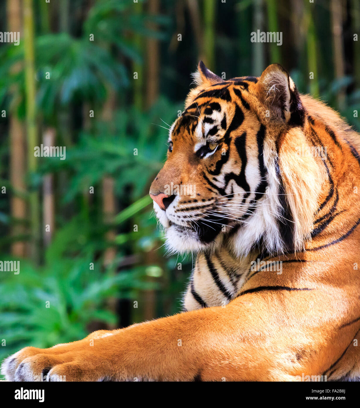 Close up d'une femelle tigre de Sumatra dans un regal poser Banque D'Images