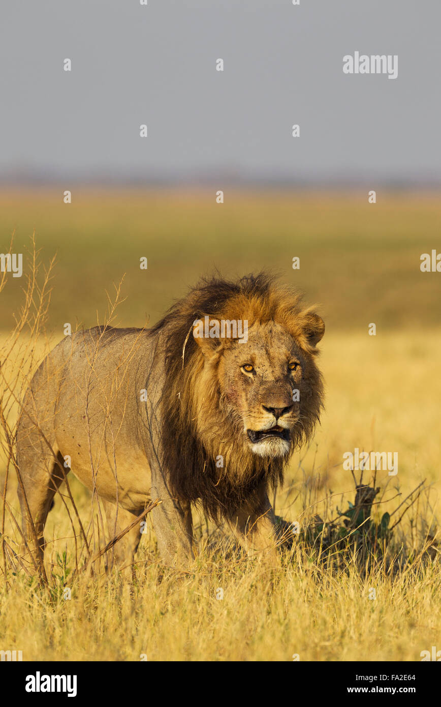 Lion (Panthera leo), homme, Savuti, Chobe National Park, Botswana Banque D'Images