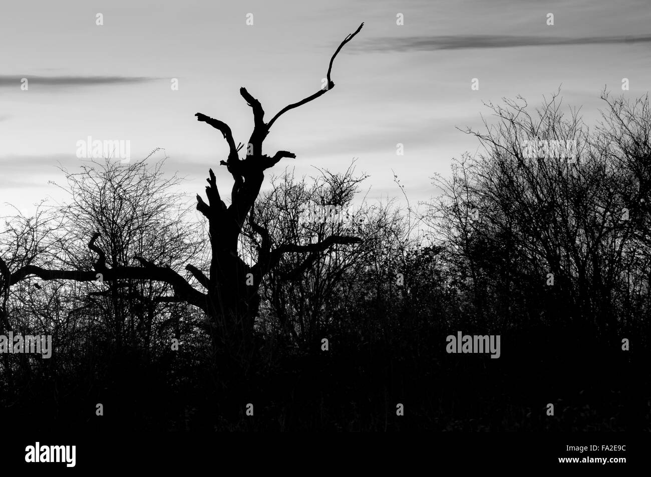 Silhouette d'arbres et haie devant un coucher de soleil Banque D'Images