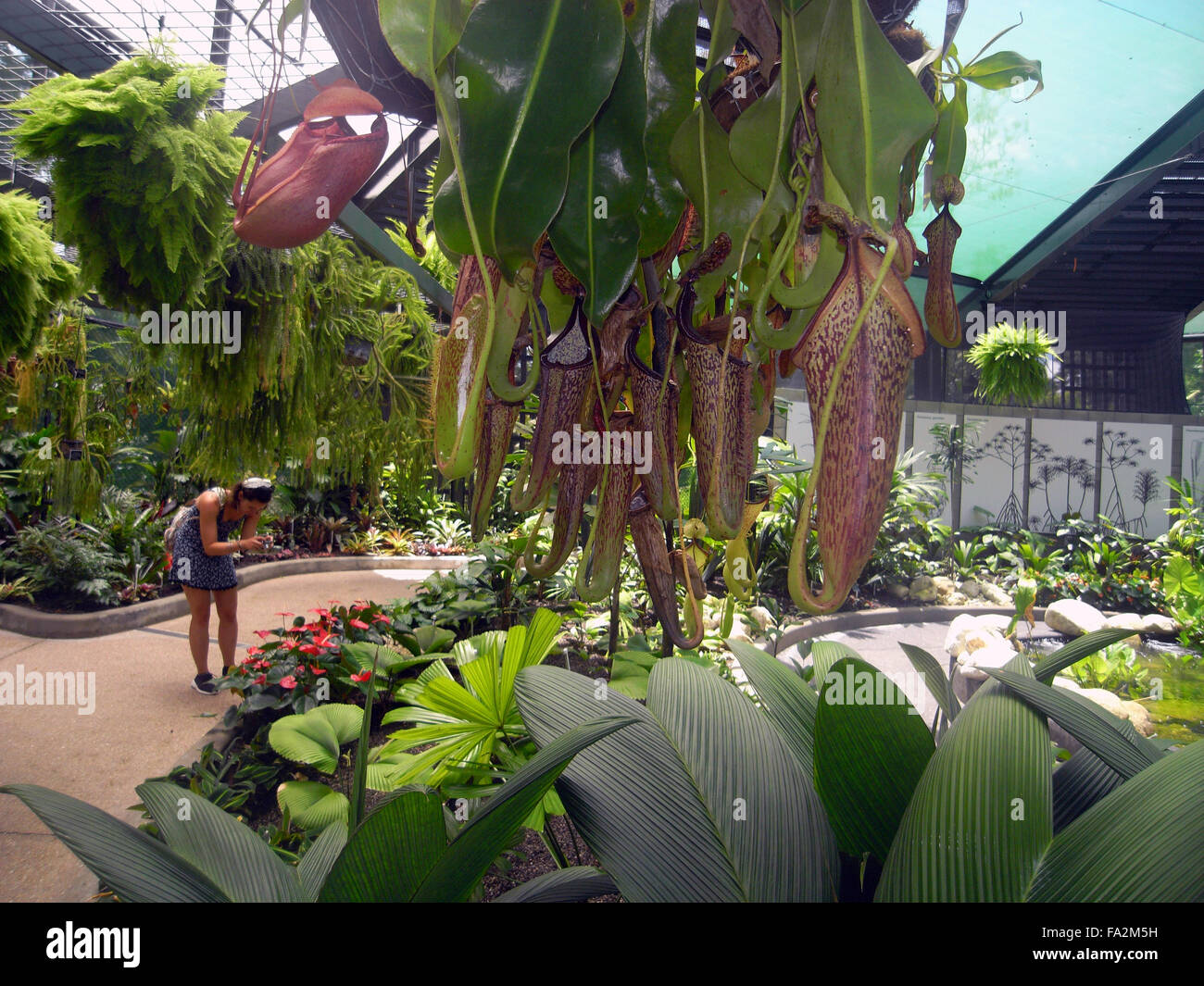La sarracénie (Nepenthes sp.), de fougères et d'autres un écrin de verdure dans le nouveau conservatoire de Cairns, Flecker Botanic Gardens, Cairns, Q Banque D'Images