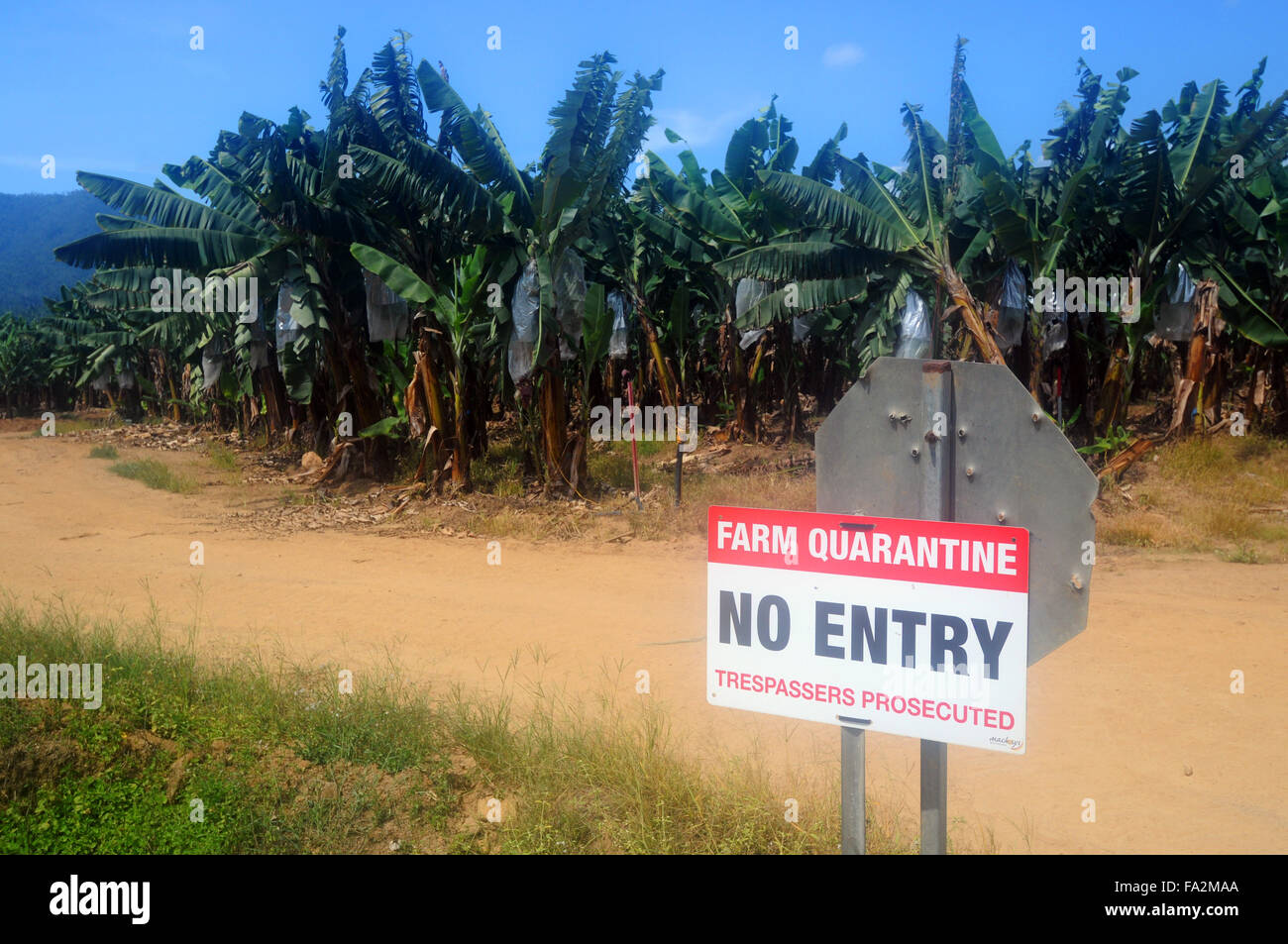 Plantations de bananes dans la quarantaine de biosécurité en raison de la menace de la maladie de Panama, près de Tully, le nord du Queensland, Australie Banque D'Images