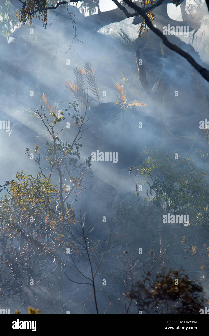 La fumée d'un feu couvant bush à Black Mountain, près de Cooktown, Queensland, Australie Banque D'Images