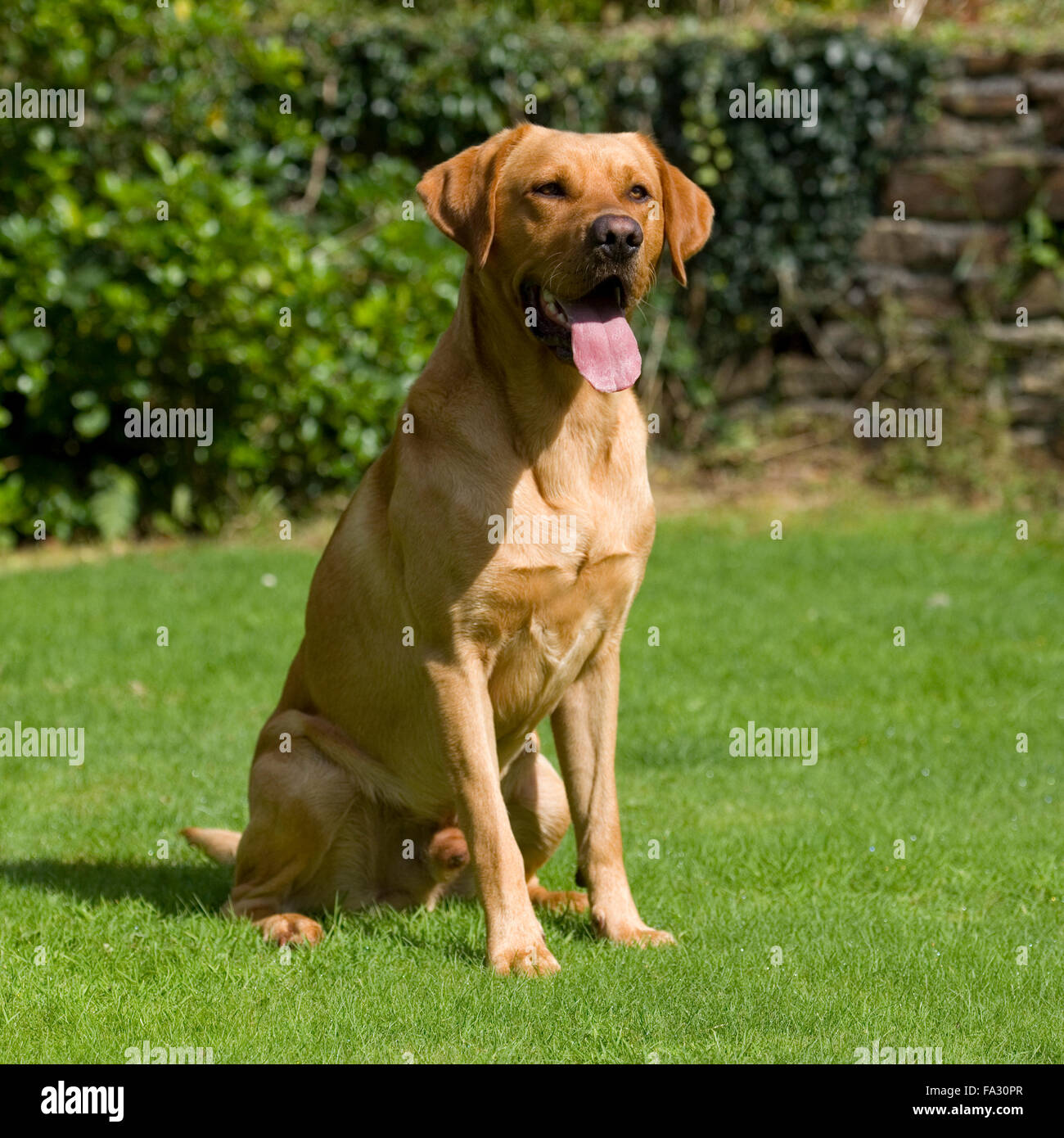 Labrador Retriever jaune Banque D'Images