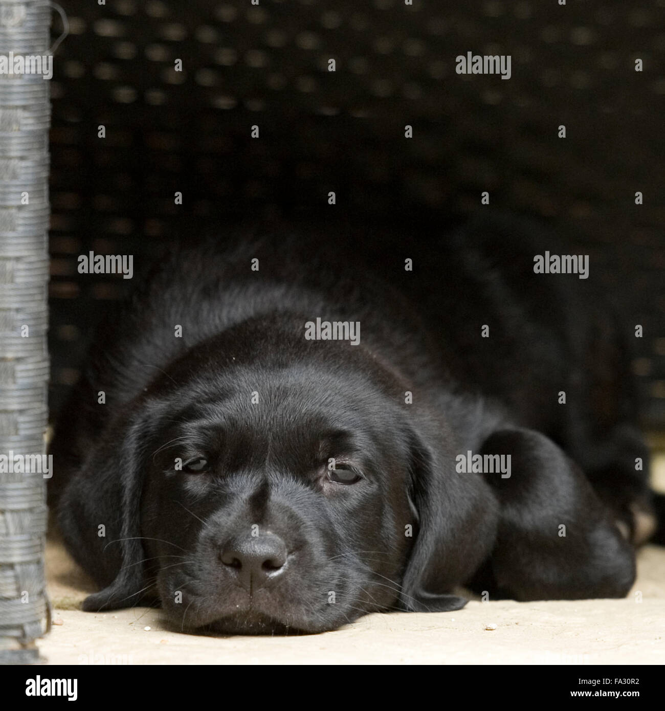 Labrador retriever puppy, noir Banque D'Images