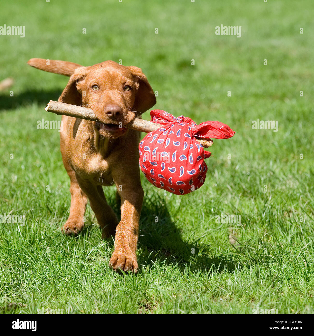 Chiens chiot hongrois Vizsla devint quitter la maison avec un sac de pan Banque D'Images