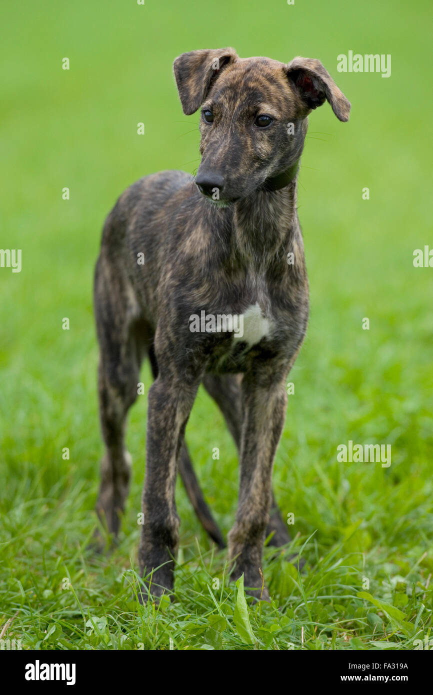 Lurcher brindle chiot Banque D'Images