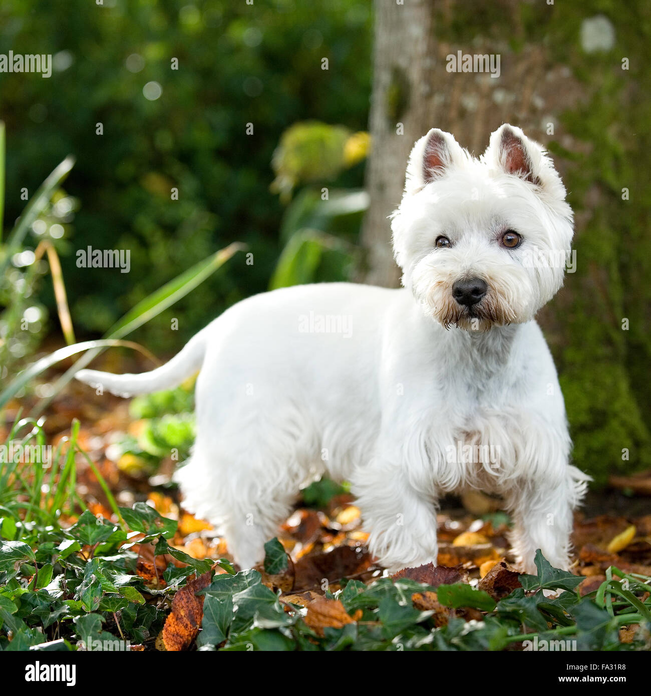 Westhighland white terrier Banque D'Images