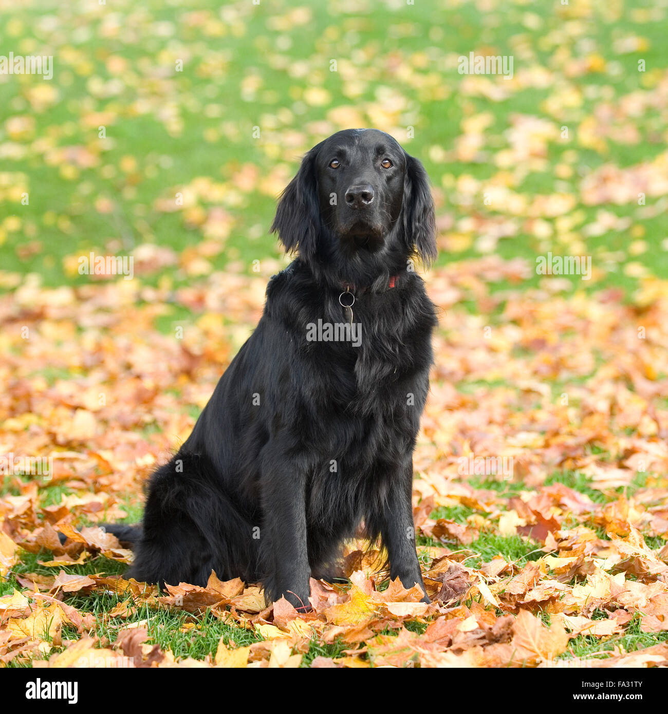 Flat Coated Retriever assis Banque D'Images