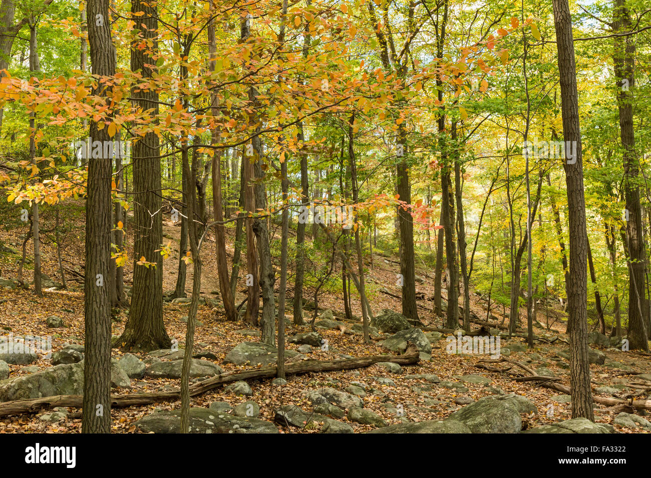 Les feuilles d'automne le grand sentier ligne Welch dans Bear Mountain State Park, New York Banque D'Images