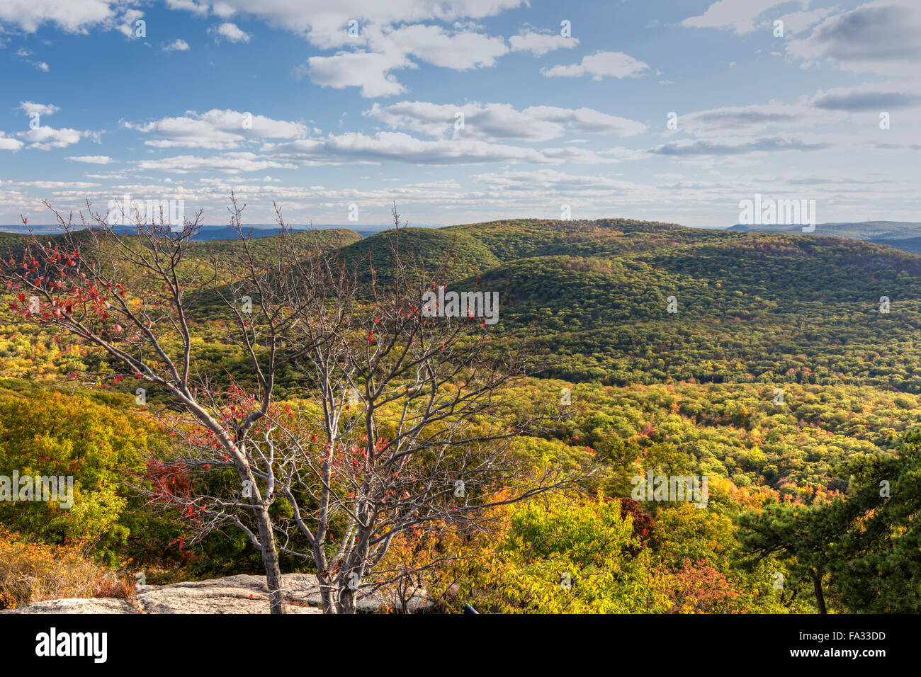 Les feuilles d'automne s'accrochent à un arbre sur un adret à Bear Mountain, Mountain State Park, New York Banque D'Images