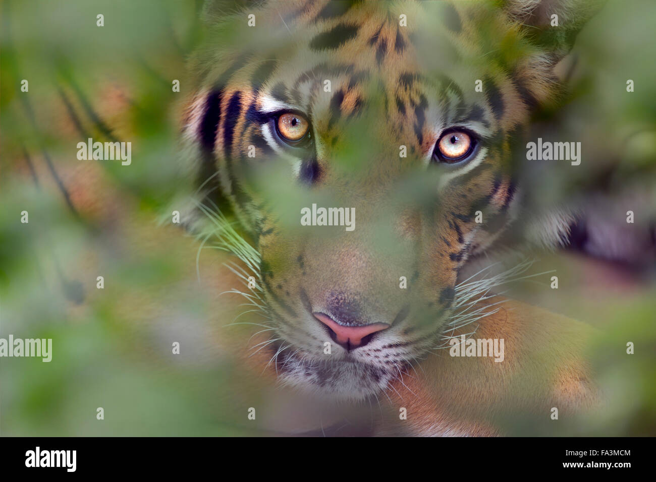 Portrait de tigre du Bengale Panthera tigris tigris à grâce à la croissance de la jungle Banque D'Images