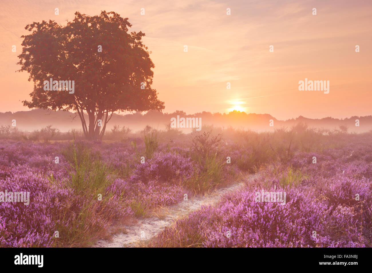 Blooming heather sur un matin brumeux au lever du soleil. Photographiée près de Hilversum aux Pays-Bas. Banque D'Images